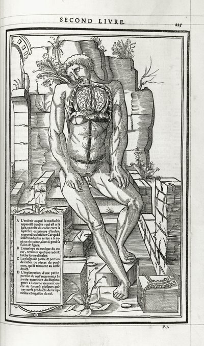 Illustrazione anatomica, 1546 da French School