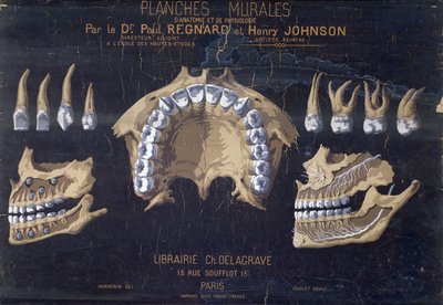 Tabella anatomica dei denti da French School