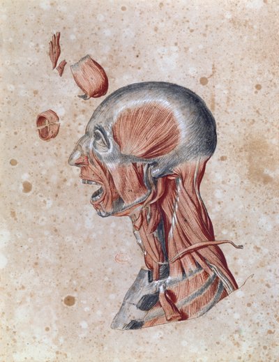 Anatomia della testa, disegnata da uno studente (matita colorata su carta) da French School