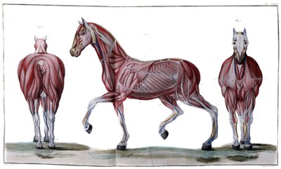 Anatomia del cavallo: pelle, faccia e profilo - “Corso di Ippiatria, trattato completo di medicina del cavallo” di P. E Lafosse da French School