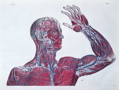 Anatomia della testa e del braccio umano, da un libro di anatomia di Francesco Antommarchi (1789-1838) inciso da Mascagni, c.1820 da French School
