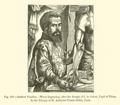 Andrea Vesalio da French School