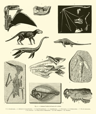 Animali fossili del bacino della Senna da French School