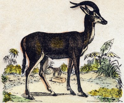 Antilope da French School