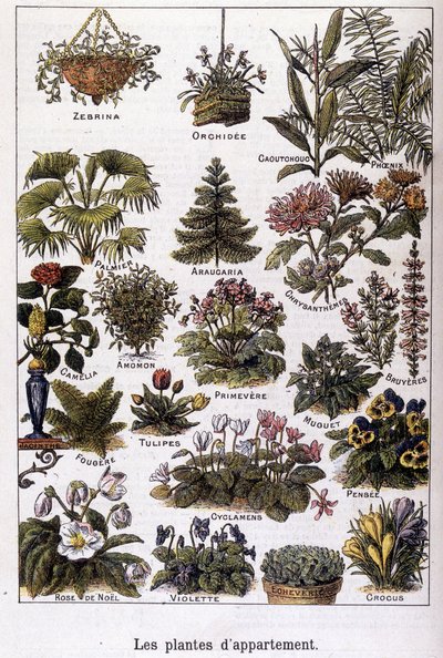 Piante d