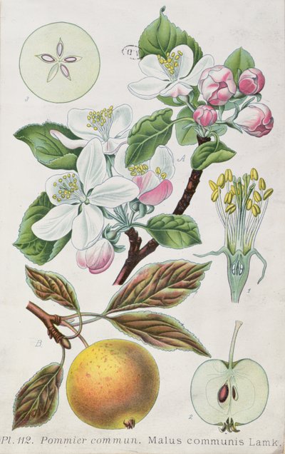 Melo (Malus Communis) da French School