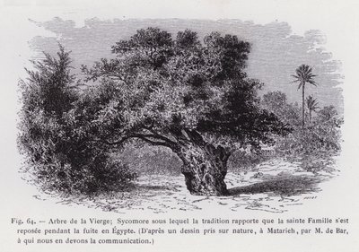 Albero della Vergine; Sicomoro sotto il quale la tradizione riporta che la Sacra Famiglia si sia riposata durante la fuga in Egitto, da un disegno preso dal vero, a Matarieh, da M. de Bar, a cui dobbiamo la comunicazione (incisione) da French School