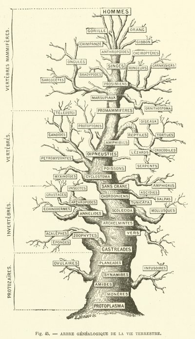 Albero genealogico della vita terrestre da French School