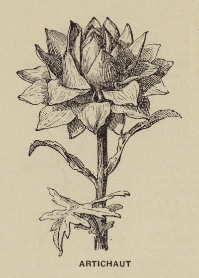 Carciofo da French School