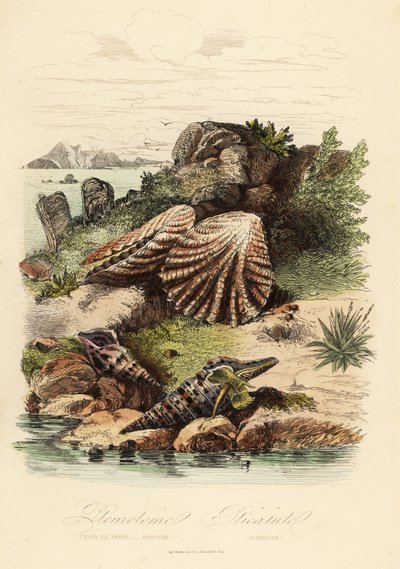 Babylon turrid, Turris babylonia, lumaca di mare, Raphitoma echinata e conchiglia di zampa di gattino, Plicatula gibbosa da French School