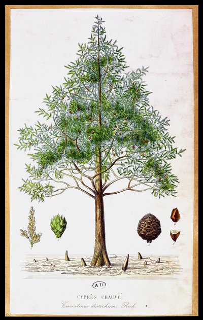 Albero di Cipresso Calvo da French School