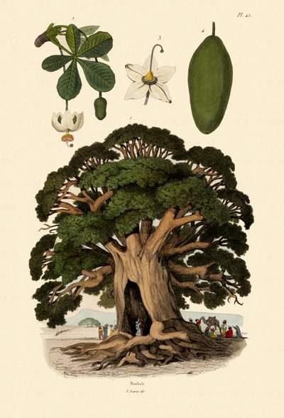 Baobab da French School