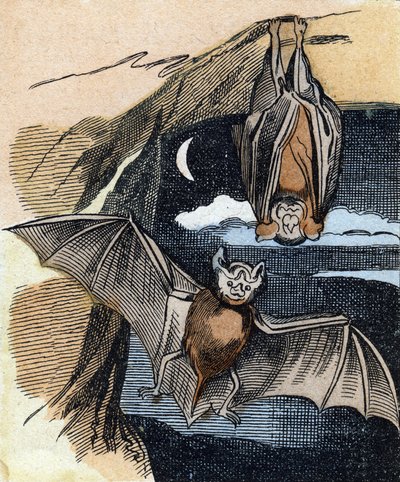 Pipistrello da French School