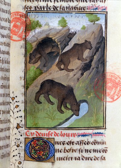 Orsi, dal Livre de la Chasse di Gaston Phebus da French School
