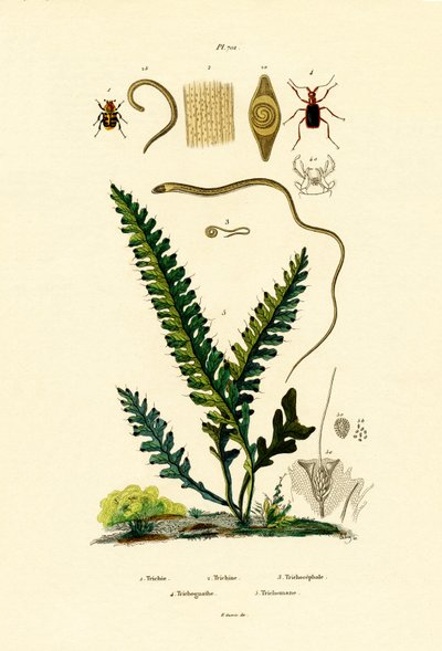 Scarabeo ape da French School