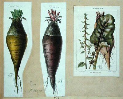 Barbabietola, tre tavole botaniche da French School