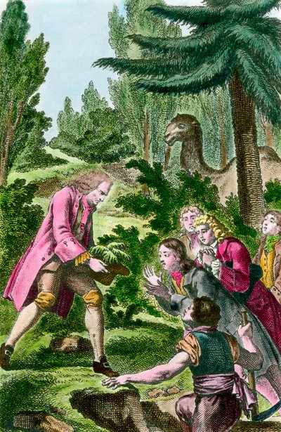 Bernard de Jussieu (1699-1777) pianta un cedro del Libano nel giardino delle piante a Parigi nel 1734. Incisione del XVIII secolo. da French School