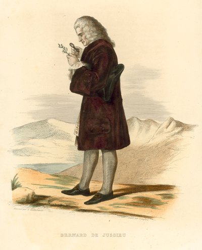 Bernard de Jussieu da French School