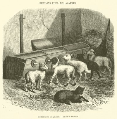 Biberon per gli agnelli da French School