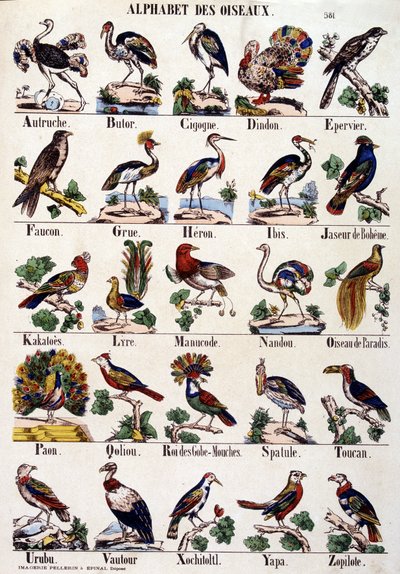 Alfabeto degli uccelli da French School