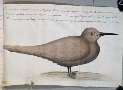 Uccello chiamato Foyroux (Sterna), Capo Frio, Brasile, acquerello dal diario di bordo di Jacques Gouin de Beauchesne da French School