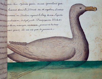Uccello chiamato Goualent, Stretto di Magellano, acquerello dal diario di bordo di Jacques Gouin de Beauchesne da French School