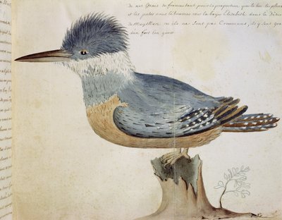 Uccello, simile alla ghiandaia di Francia, vicino allo Stretto di Magellano da French School