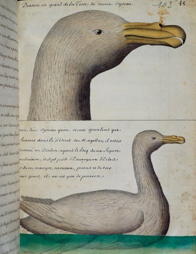 Uccello dallo Stretto di Magellano, acquerello dal diario di bordo di Jacques Gouin de Beauchesne, capitano della Compagnie royale de la Mer du Sud, dal 1698 al 1701, Francia da French School