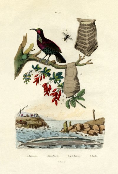 Uccello del paradiso da French School