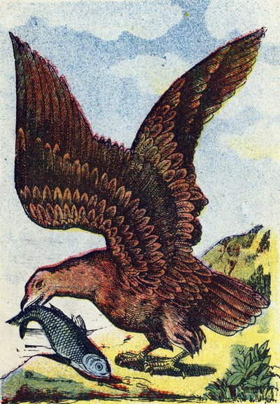 Uccello rapace. Incisione in "Alphabet des oiseaux". Immagini di Pont-a-Mousson, Marcel e/o Louis Vagne, Stampatore-Editore, fine XIX secolo. 16 pagine. Dim: 20,5 x 14 cm da French School