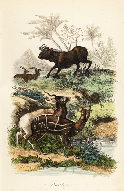 Gnu nero, Connochaetes gnou, addax o antilope dalle corna a vite, Addax nasomaculatus, e tragelafo striato, Tragelaphus scriptus da French School