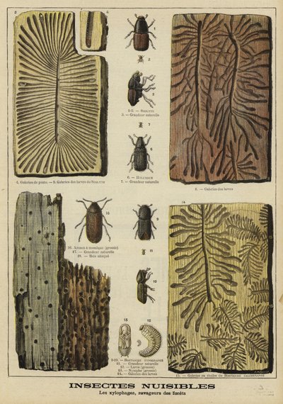 Insetti perforatori dannosi per le foreste da French School