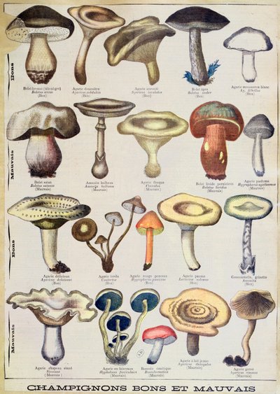 Tavola botanica che raffigura 