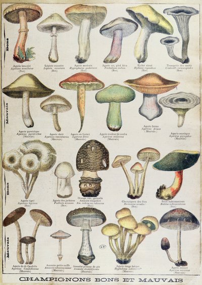 Tavola botanica che raffigura 