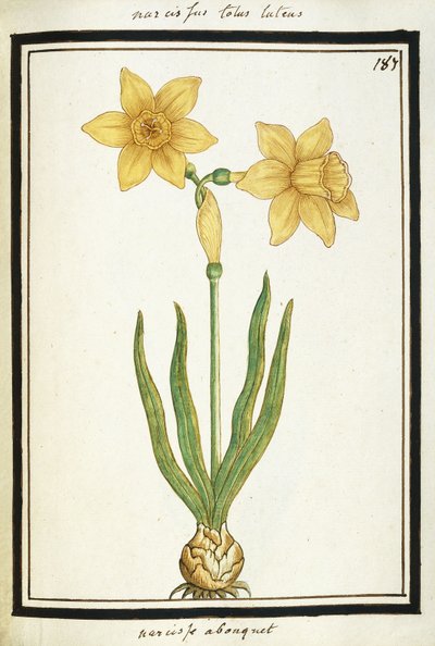 Bouquet Narciso, c.1700 da French School