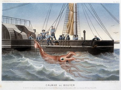Calamaro Bouyer - in "Le monde de la mer" di Alfred Fredol, Hachette, Parigi da French School