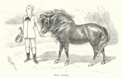 Ragazzo con un pony irlandese (incisione) da French School