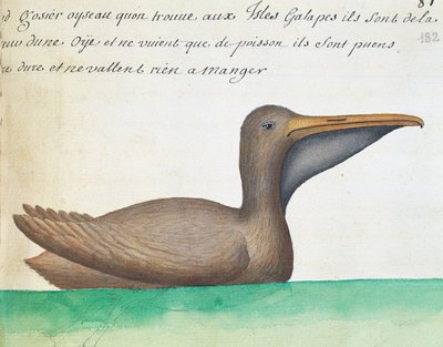 Pellicano bruno (Pelecanus occidentalis), Isole Galapagos, acquerello dal diario di bordo di Jacques Gouin de Beauchesne, capitano della Compagnie royale de la Mer du Sud, dal 1698 al 1701, Francia da French School