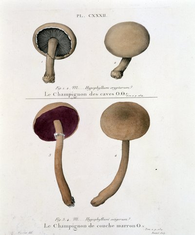 Fungo a strati marroni - in "Trattato dei funghi" di Jean Jacques Paulet, fine XVIII secolo da French School