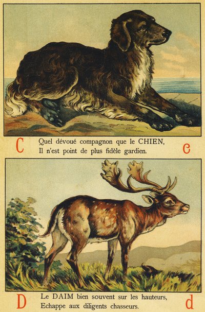 C come Cane e D come Camoscio da French School