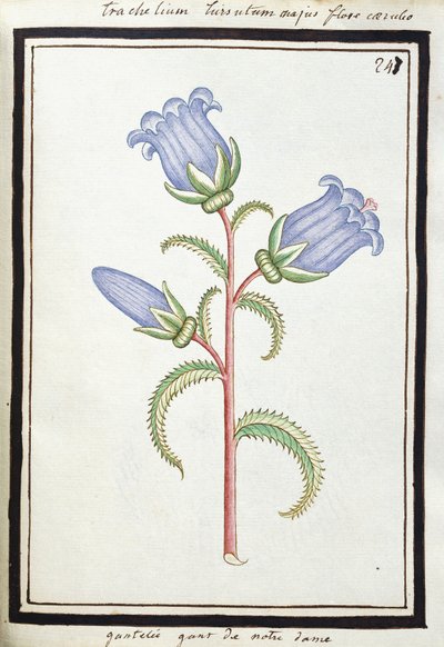 Campanula Trachelium da French School