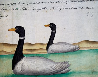 Oche del Canada, Springbaye, Regione dei Laghi Salati, acquerello dal diario di bordo di Jacques Gouin de Beauchesne, capitano della Compagnie royale de la Mer du Sud, dal 1698 al 1701 da French School