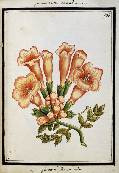 Gelsomino canadese, c.1700 da French School
