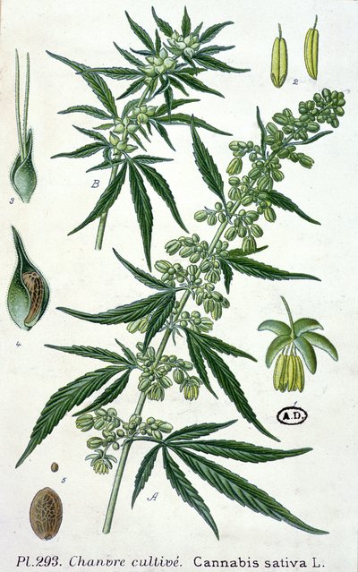 Cannabis sativa, tavola botanica da French School