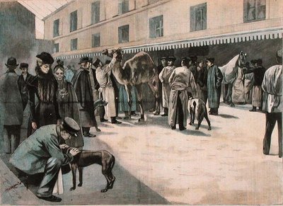 Cura di un cammello alla Ecole Nationale Veterinaire d