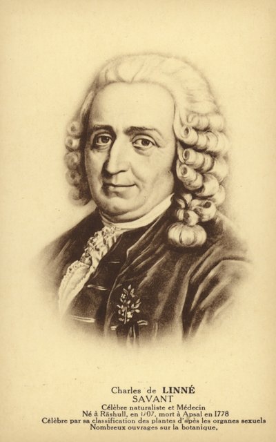 Carl Linnaeus (1707-1778), botanico e zoologo svedese (litografia) da French School