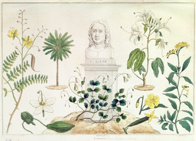 Carolus Linnaeus (1707-78) circondato da alcune delle piante che ha classificato (incisione a colori) da French School