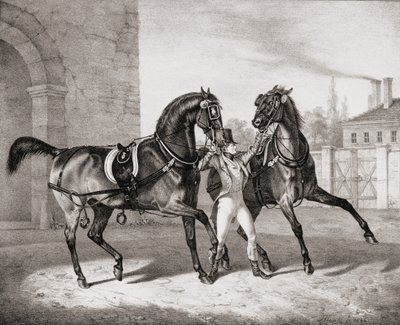 Cavalli da Carrozza per il Re d