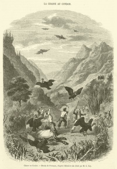 Caccia al Condor da French School