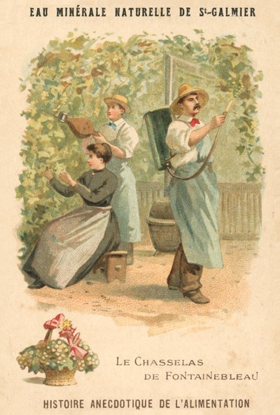Uva Chasselas di Fontainebleau da French School